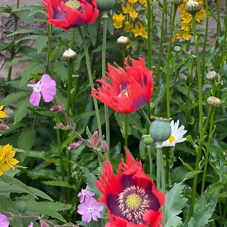 Oulton House - Beautiful Restored 2 Bedroom In Spofforth, Harrogate *